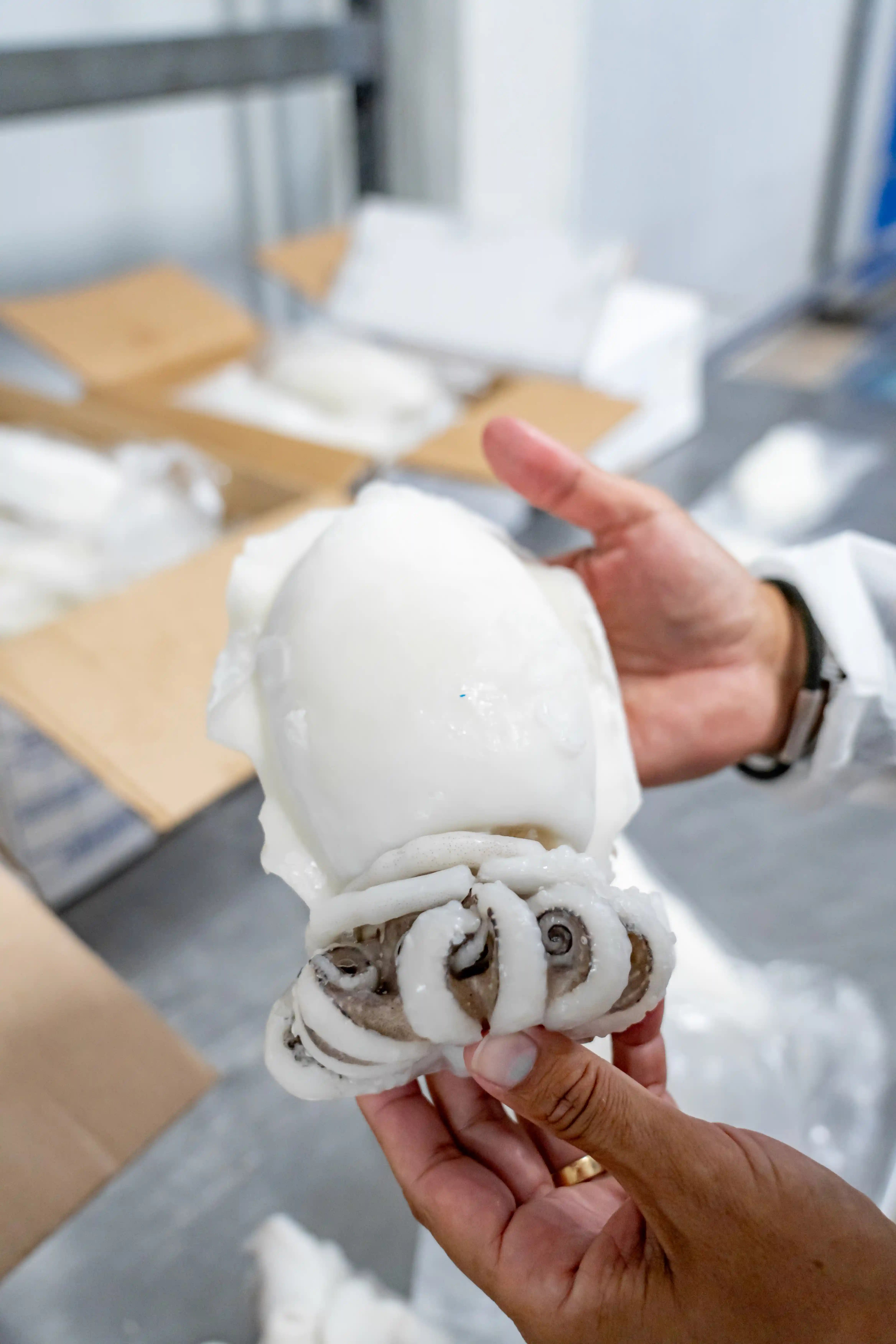 Mareya